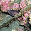 ?goldentail eel