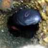 conger eel