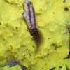 seaweed blenny