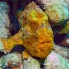 another frogfish