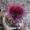 Urchin