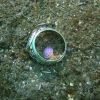 Another Nudi Branch with ring