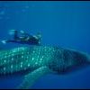 Whale Shark