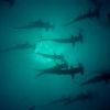 Hammerheads