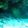 Moray Eel