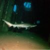 Hardees Solo Sand Tiger Shark