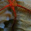 brittlestar