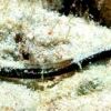 whitenose pipefish