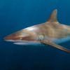 Grey Reef Shark