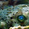 Balloonfish_small