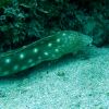 Sharptail Eel_1_small