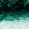 Sharptail Eel_2_small