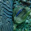 Spotted Moray_small