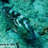 Nassau Grouper