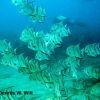 School of Atlantic Spadefish