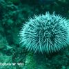 West Indian Sea Egg