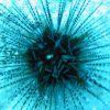 Sea Urchin