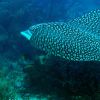 Eagle Ray