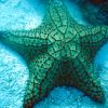 Cushion Sea Star