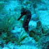 Seahorse