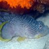 Splendid Toadfish Body