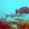 Barracuda and Parrotfish