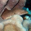 Moray eel