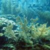 Sea fans