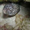 Moray&Banded Shrimp.JPG