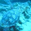 Turtle IV.JPG