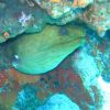 Green Moray