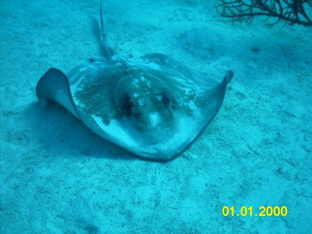 Rough Tail ray