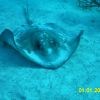 Rough Tail ray