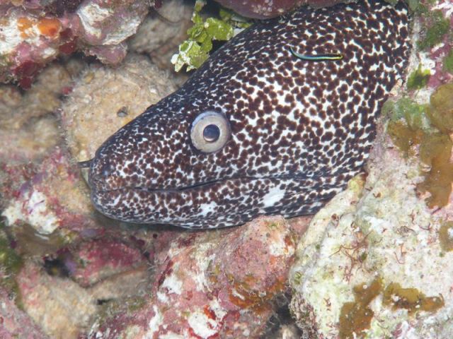 Spotted Moray eel