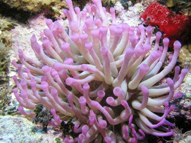 anemone resized