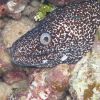 Spotted Moray eel
