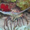 Lobster