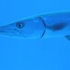 Baracuda