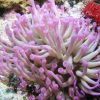 anemone resized