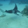 Manta Ray