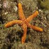 STARFISH_NC_#19-N.jpg