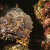 MONK_FISH_NC_#15-N_3000REZ.jpg