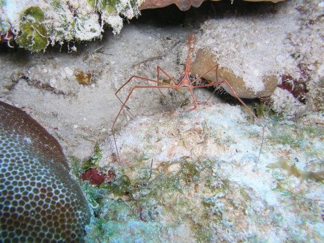 Arrow crab