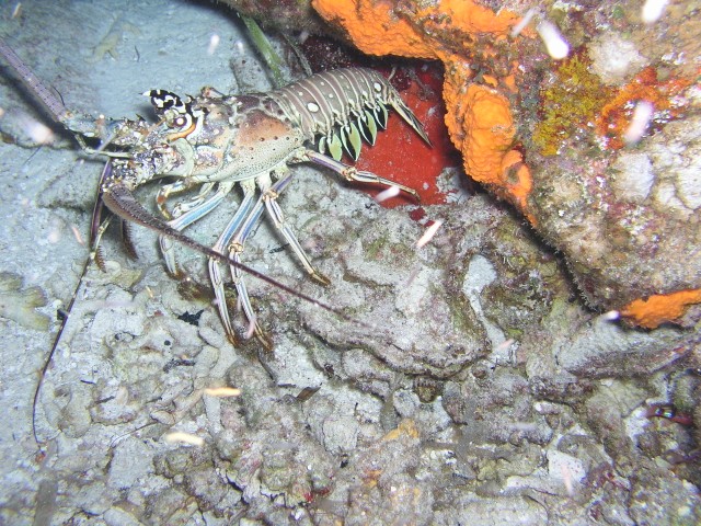 Spiney lobster