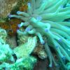 Arrow crab & Anemone