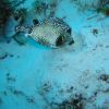 Trunkfish