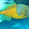 White spotted filefish