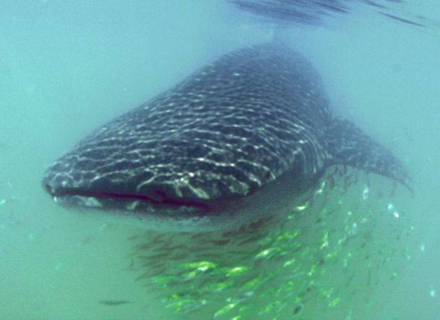 Whaleshark 1