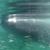 Whaleshark 3