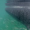 Whaleshark 4